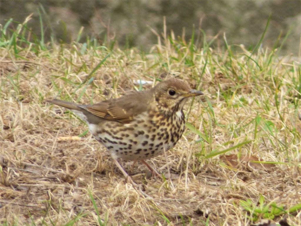 Tordo bottaccio (Turdus philomelos)